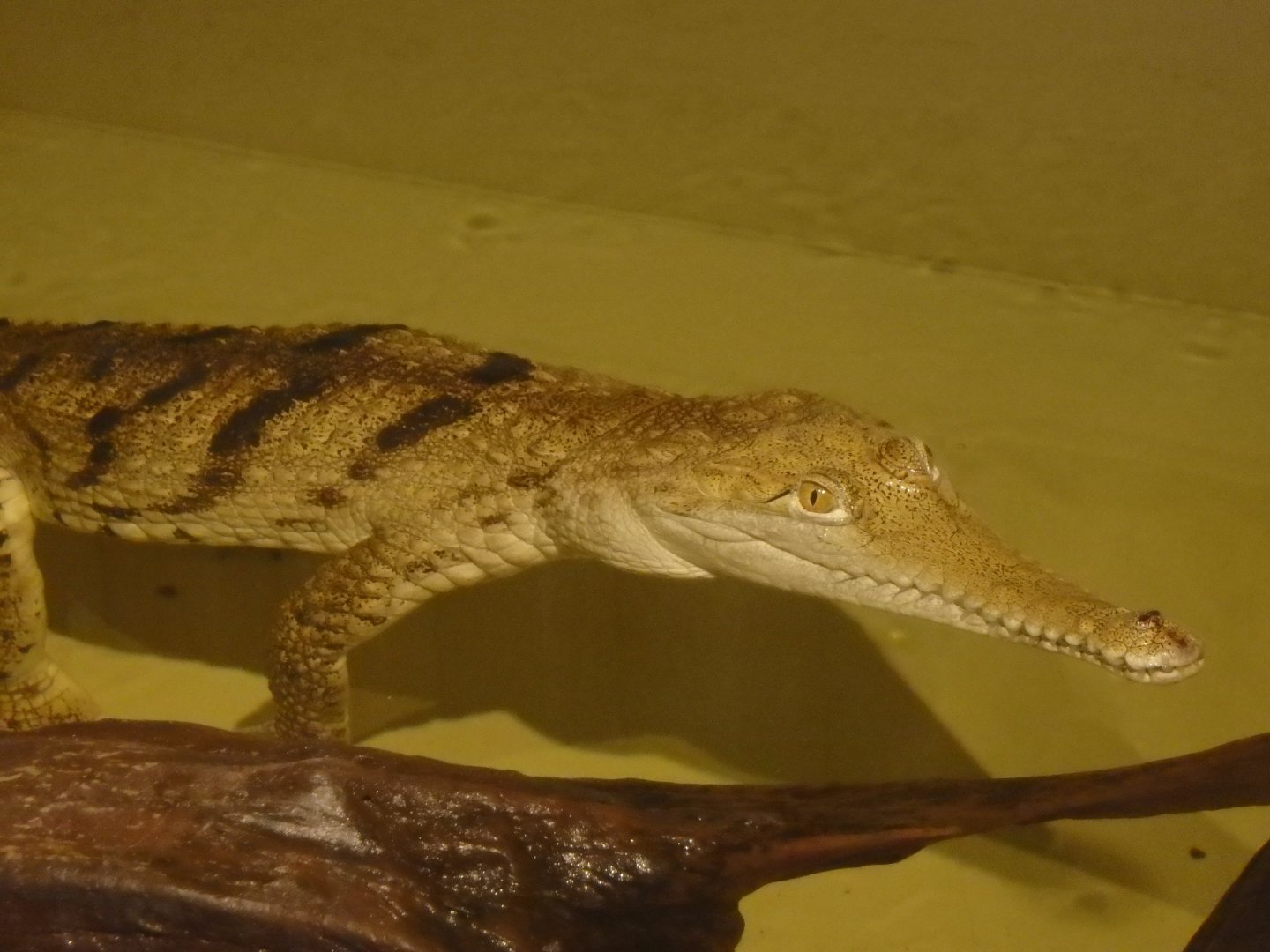 Johnstone's crocodile