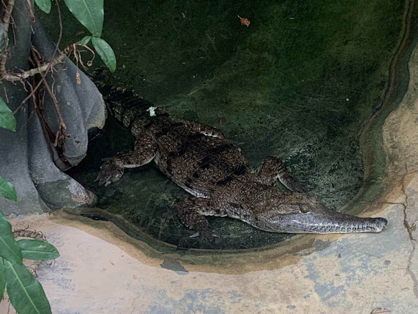 Johnstone's crocodile