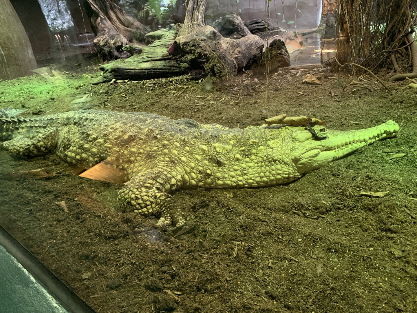 Johnstone's crocodile