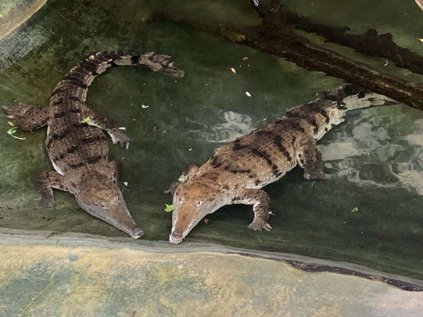 Johnstone's crocodiles