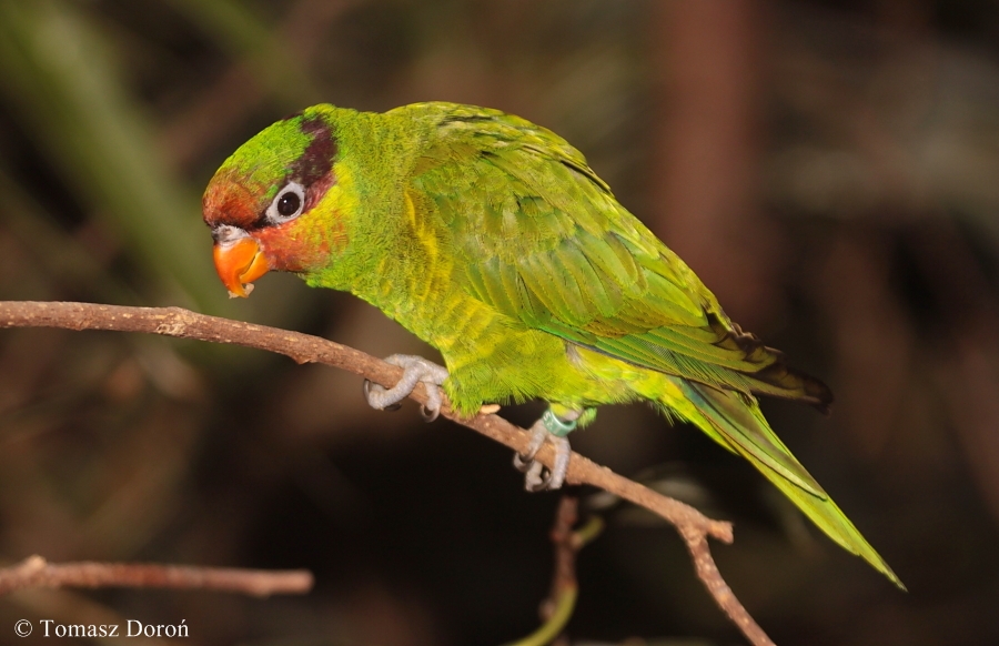 Johnstone's Lorikeet (Trichoglossus johnstoniae).