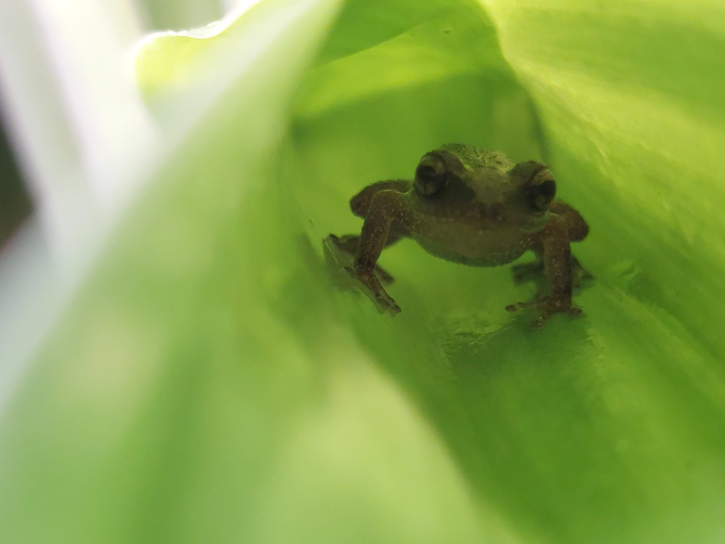 Johnstone's whistling frog