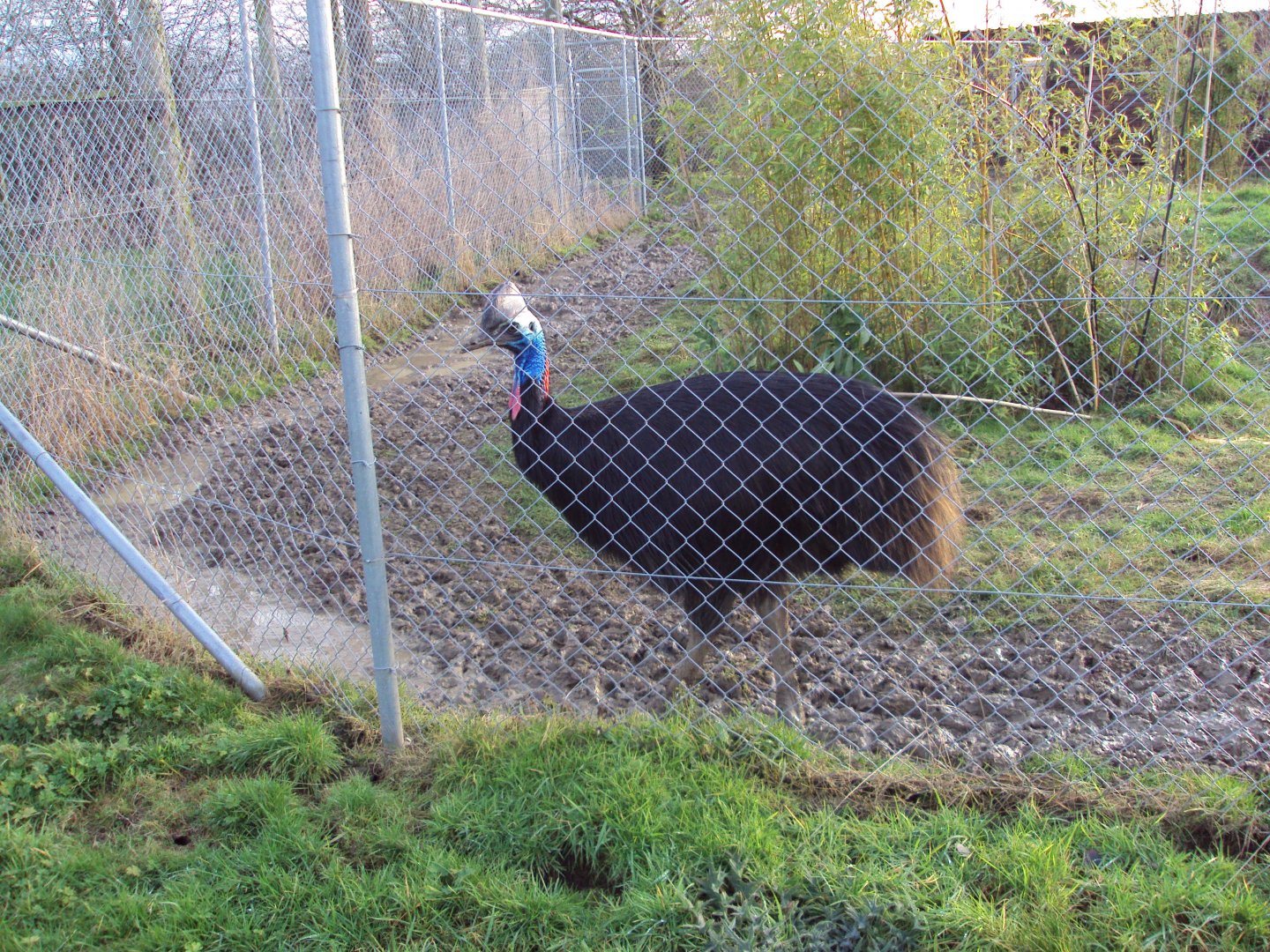 Johnston's Cassowary 22/12/2019