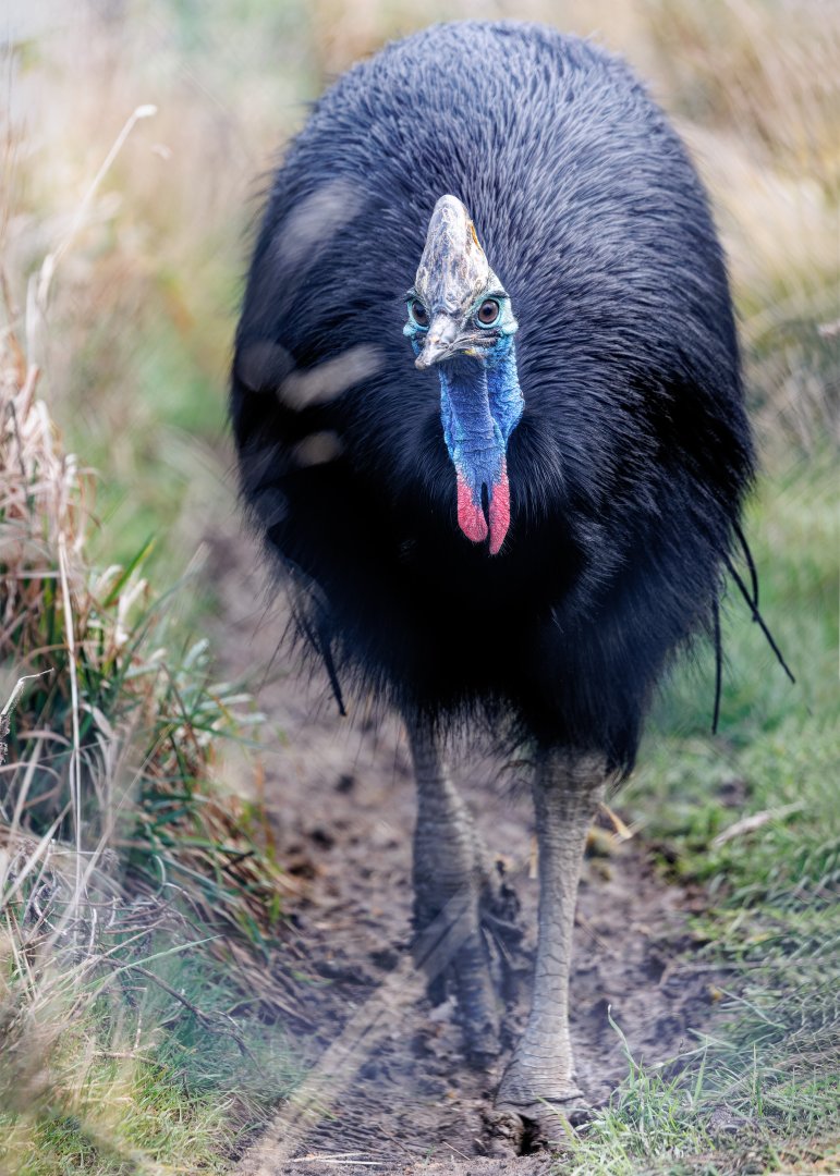 Johnston's Cassowary / 27-1-2022 / Hamerton