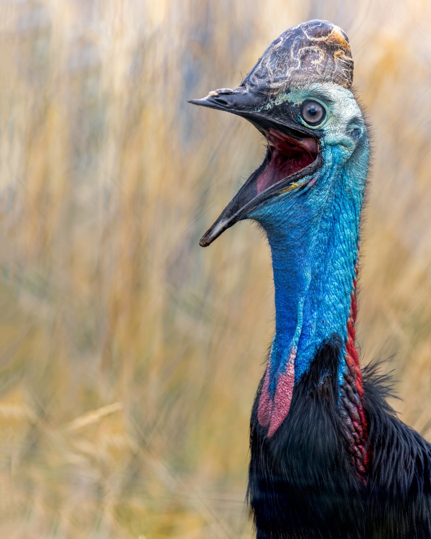Johnston's Cassowary / 27-7-22 / Hamerton