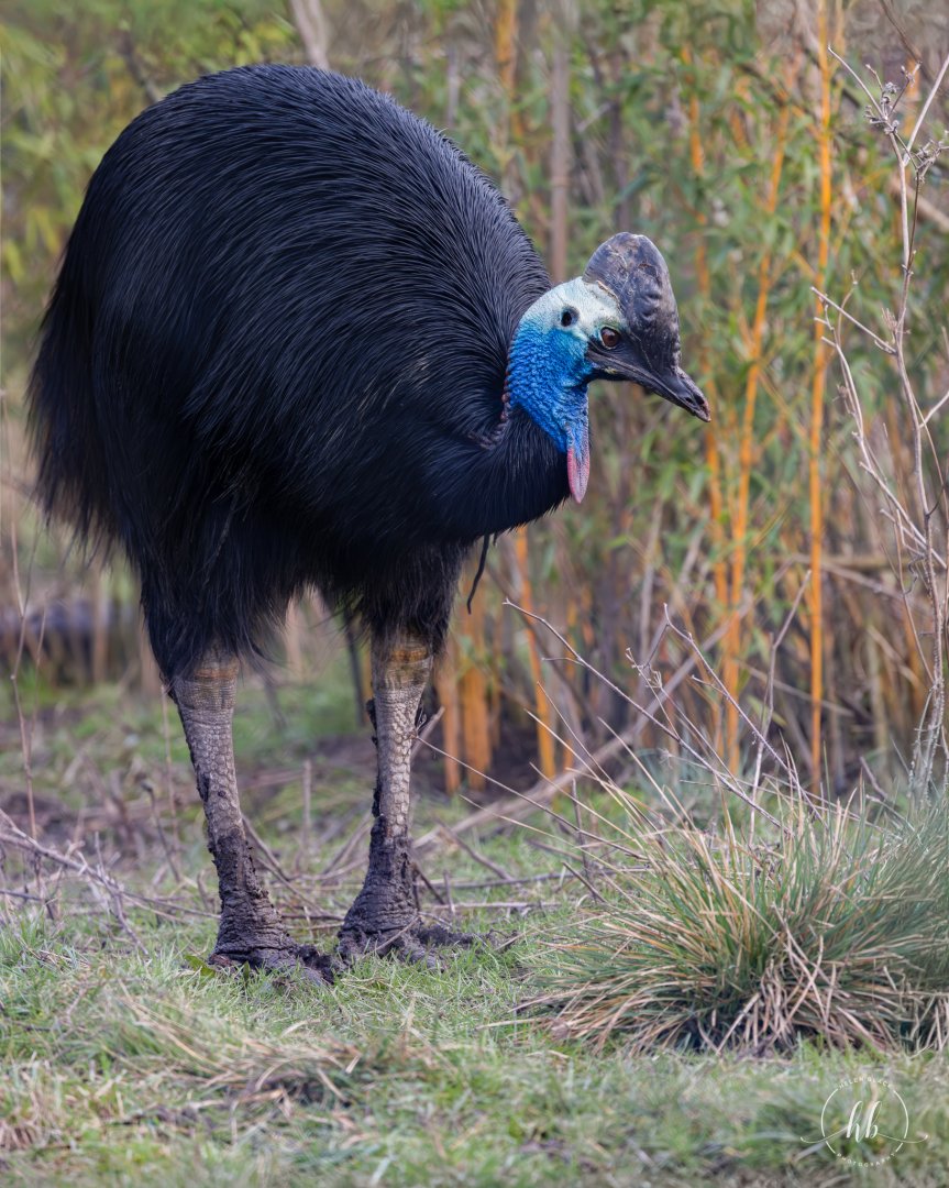 Johnston's Cassowary (f) / Hamerton / 22-1-25