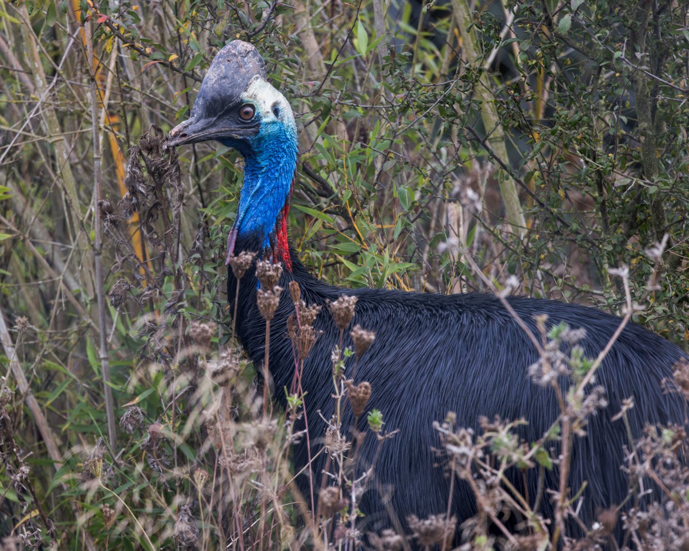 Johnston's Cassowary / Hamerton / 23-10-24