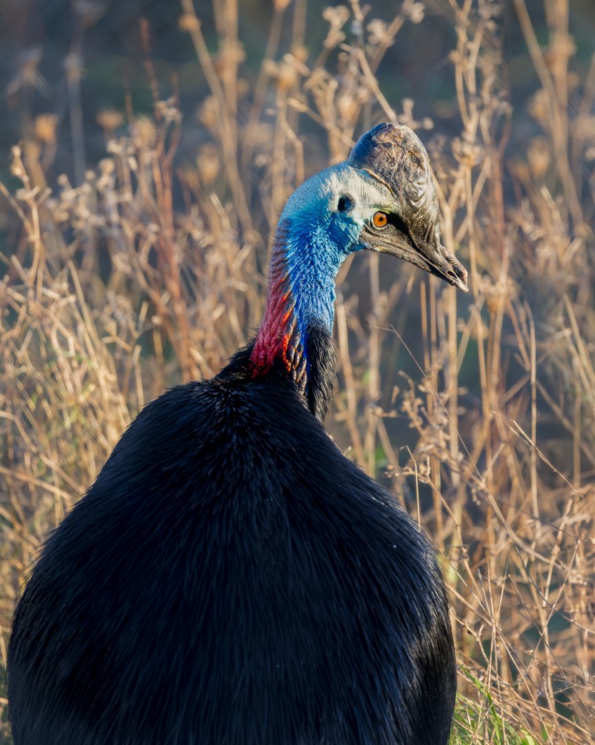 Johnston's Cassowary / Hamerton / 27-11-24