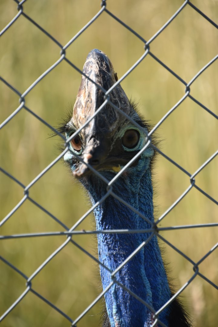 Johnston's cassowary