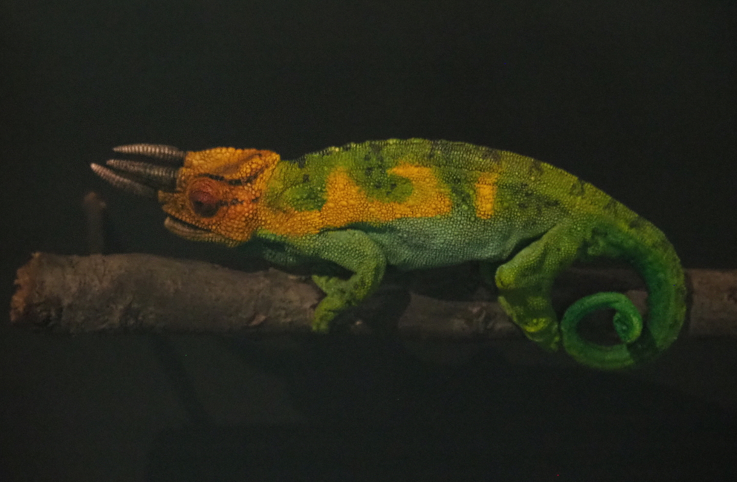 Johnston's chameleon or Ruwenzori three-horned chameleon (Trioceros johnstoni) replica, 2021-10-20