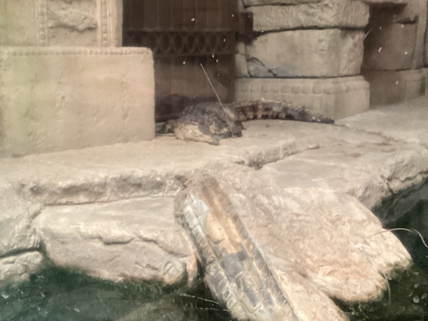 Johnston’s Crocodile - December 20th 2024