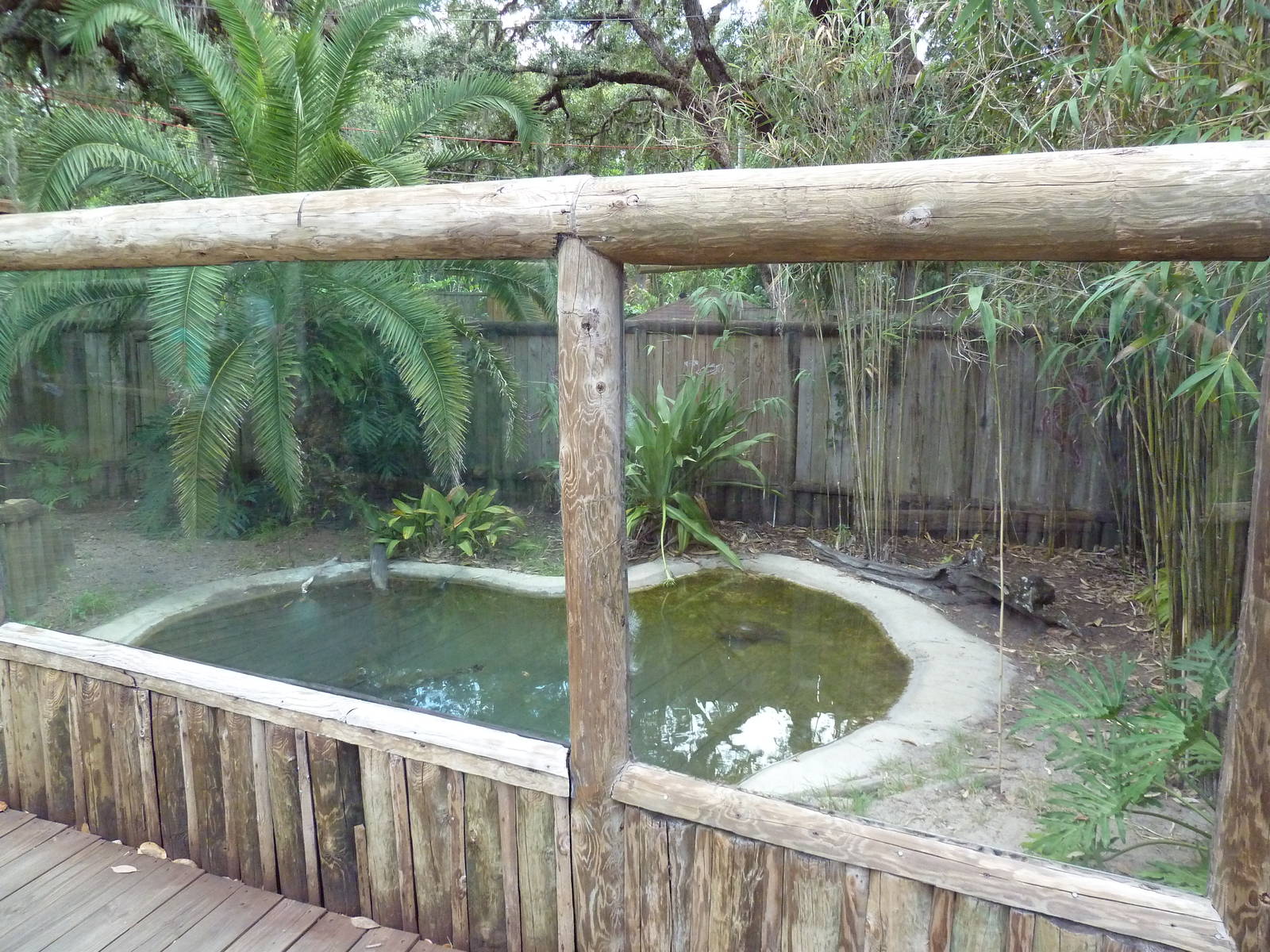 Johnston's Crocodile Exhibit
