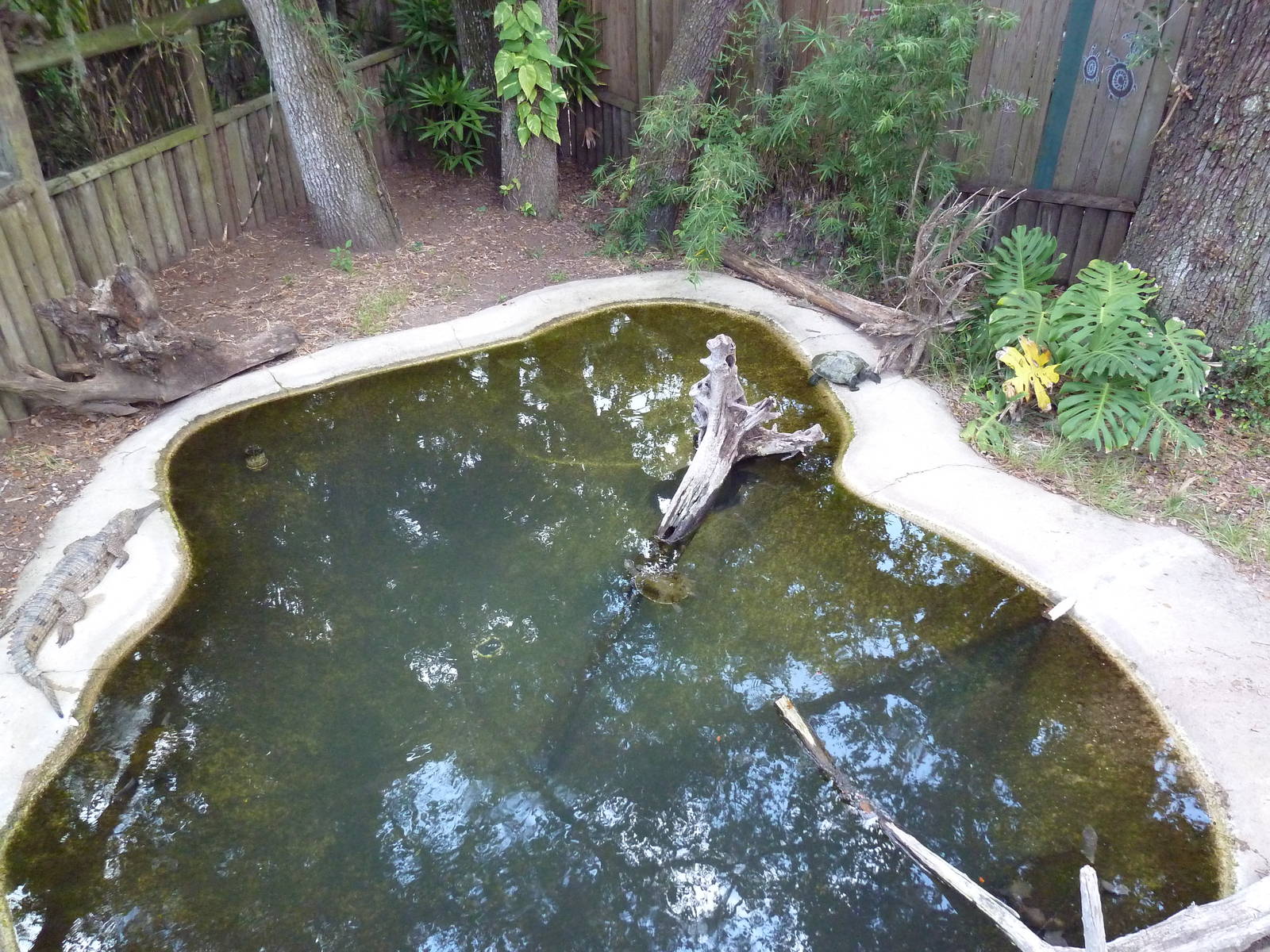 Johnston's Crocodile Exhibit