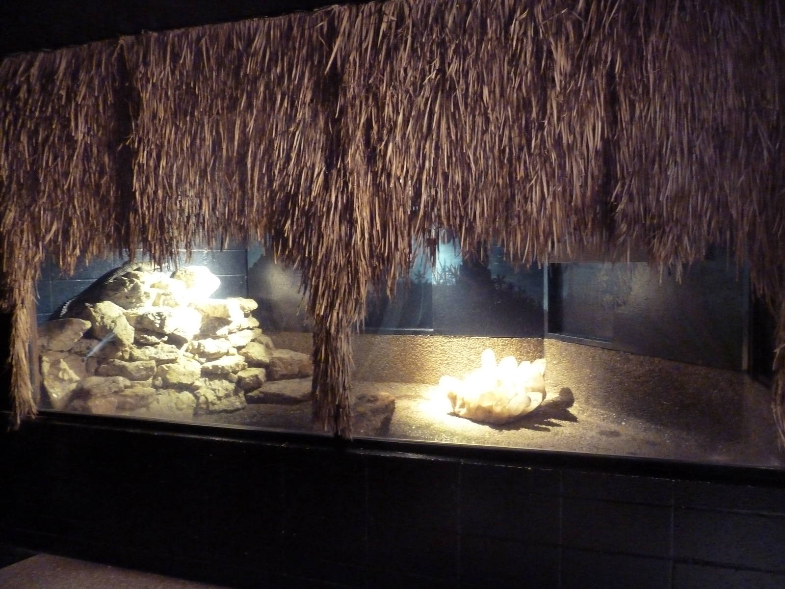 Johnston's Crocodile Exhibit