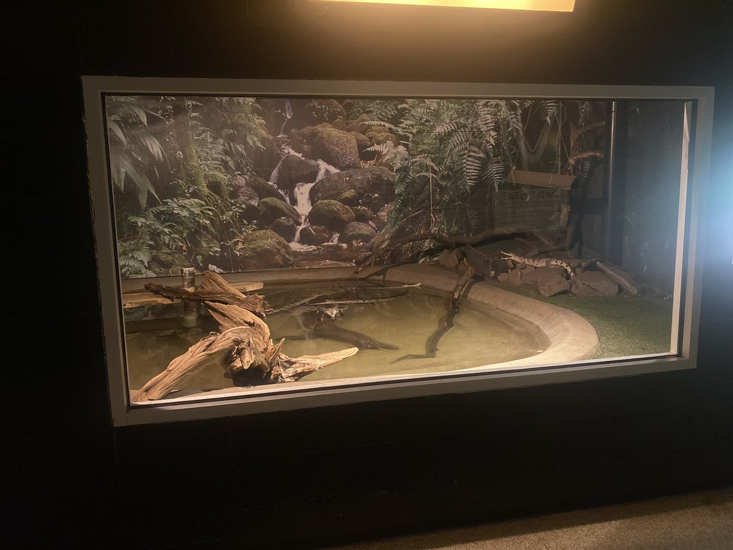 Johnston’s Crocodile Exhibit