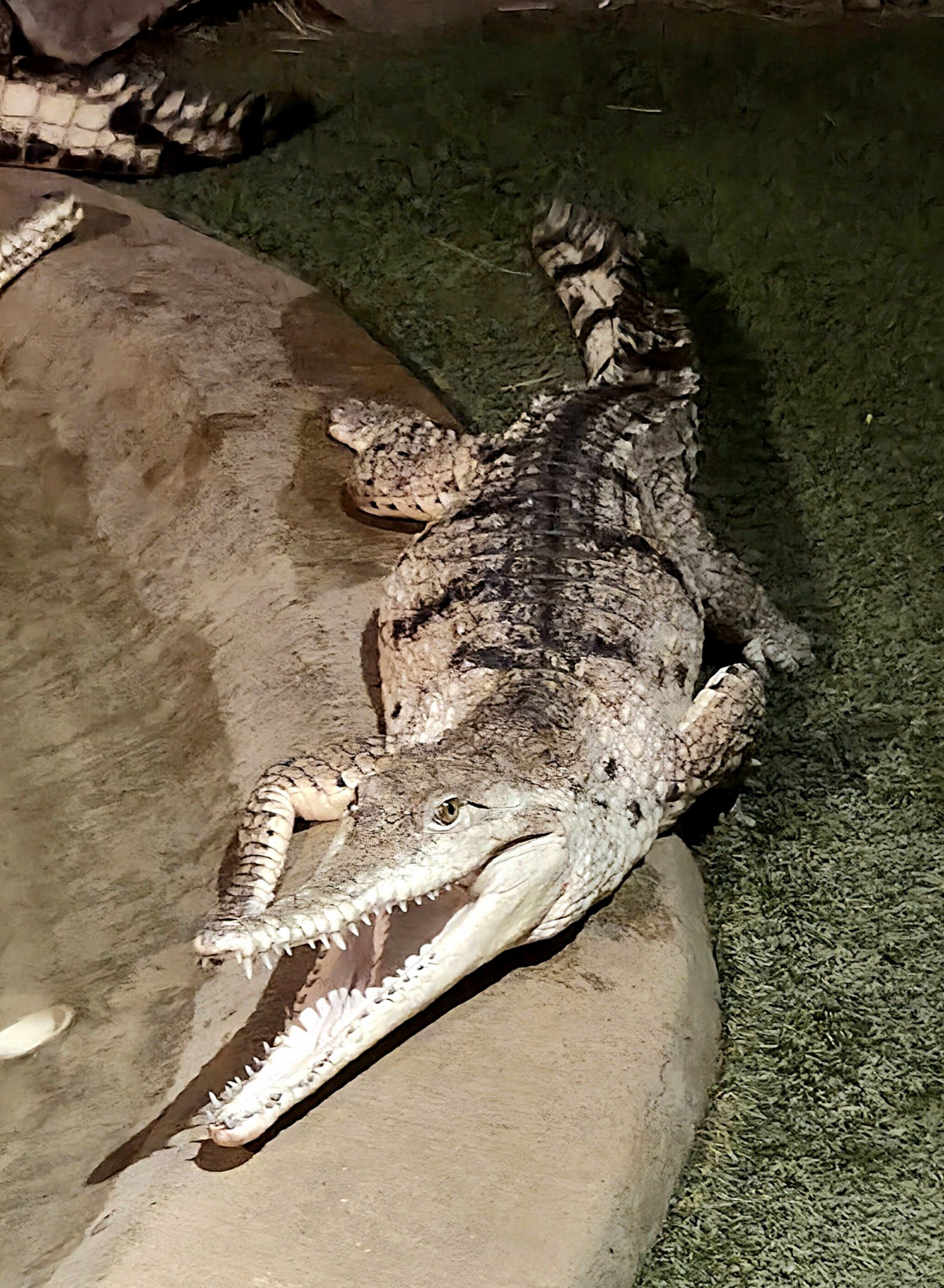 Johnston's Crocodile - July 2025