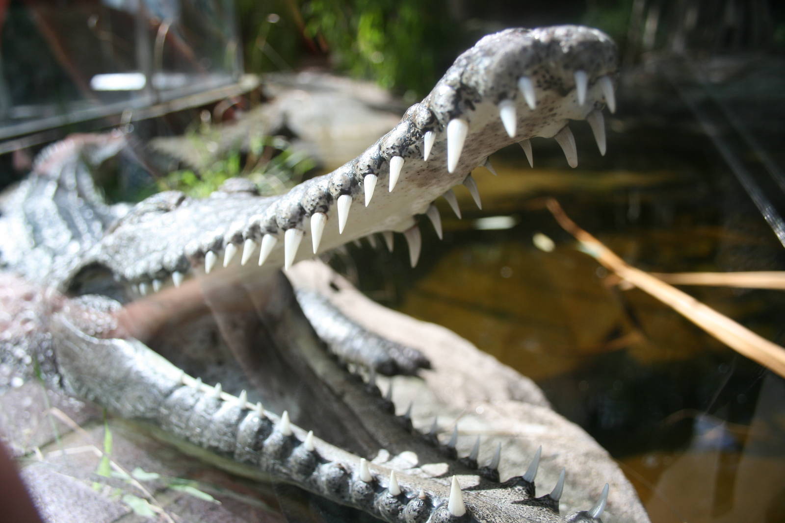 Johnston's crocodile, Taronga Zoo, 8/4/2008