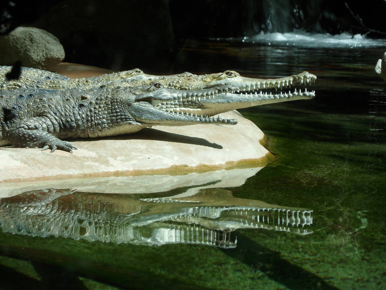 Johnston's Crocodile