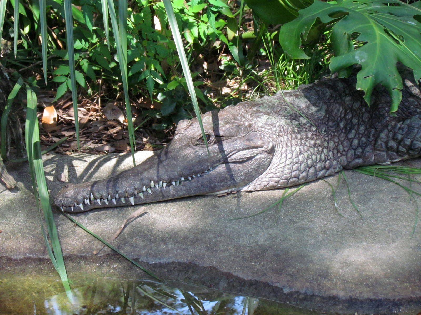 Johnston's Crocodile