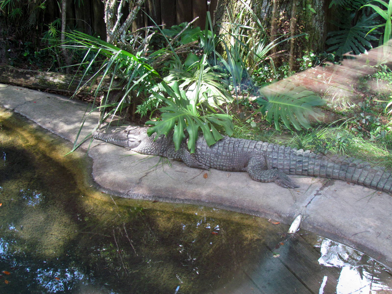 Johnston's Crocodile