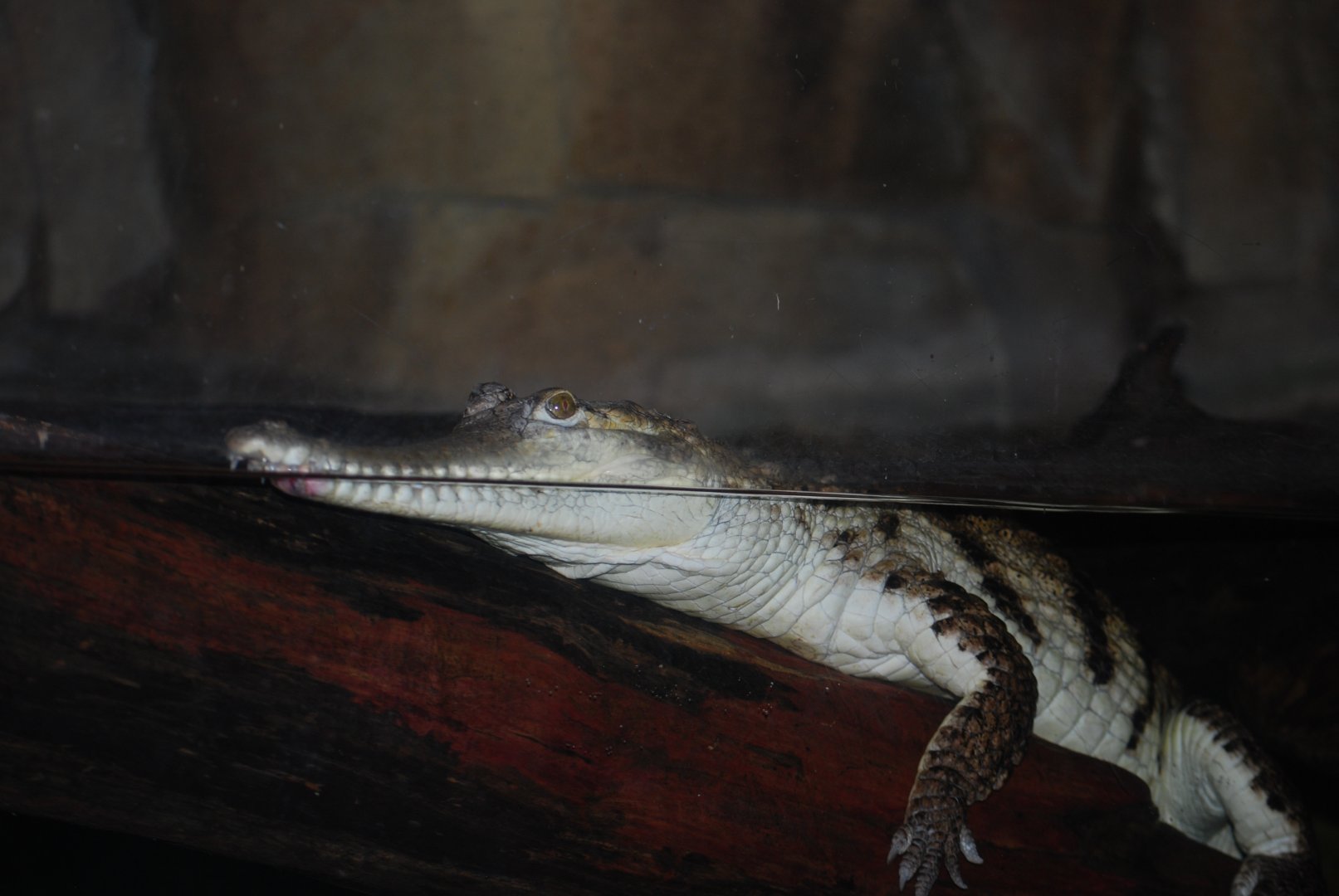 Johnston's Crocodile