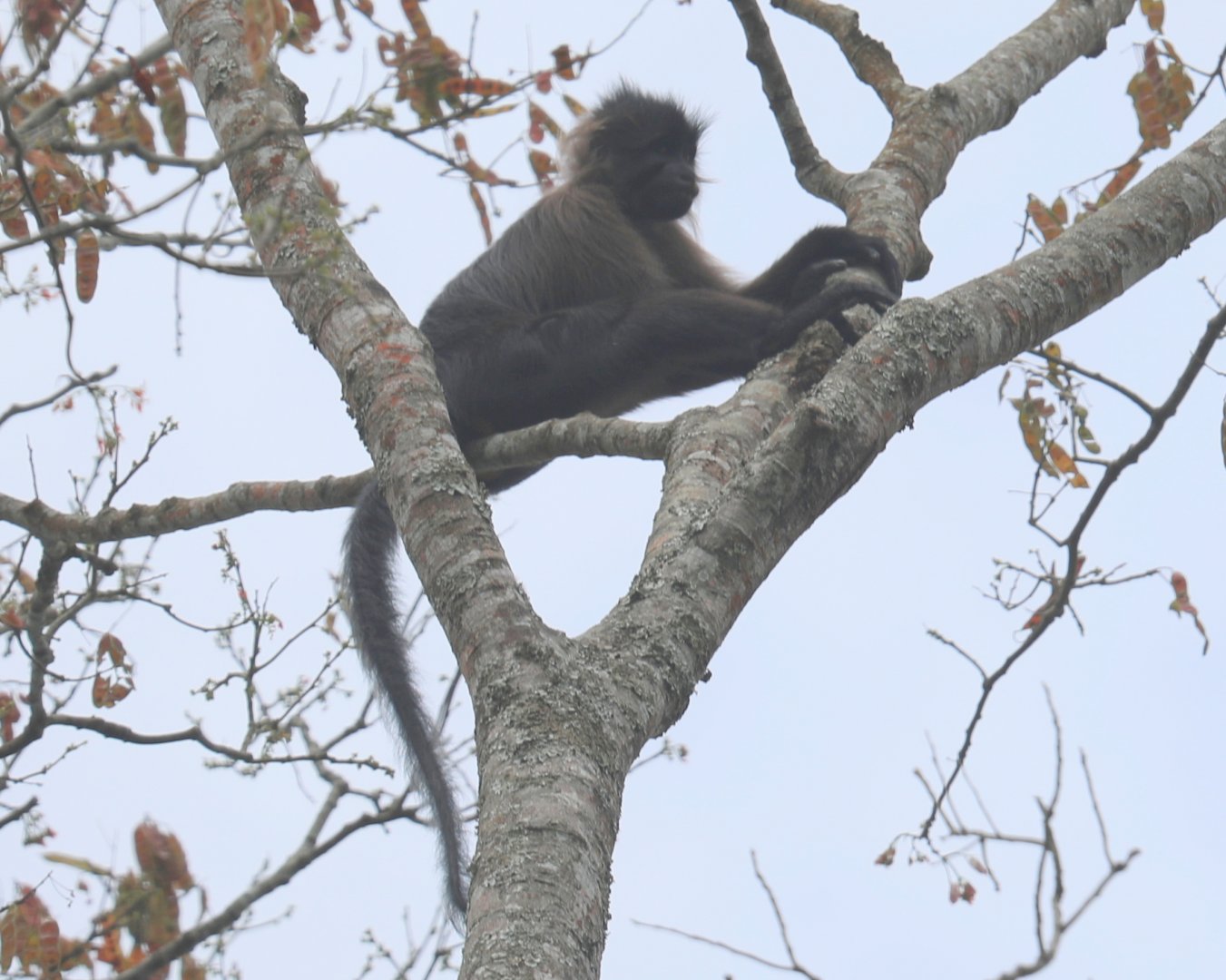 Johnston's mangabey (Lophocebus johnstoni)
