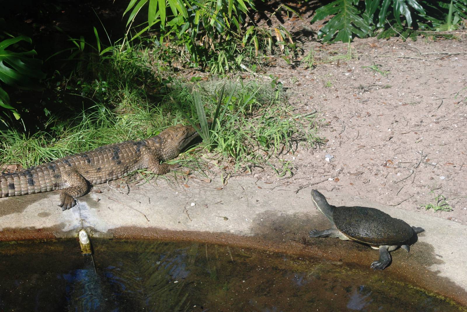 Johnston's River Crocodile at St. Augustine, 11/10/13