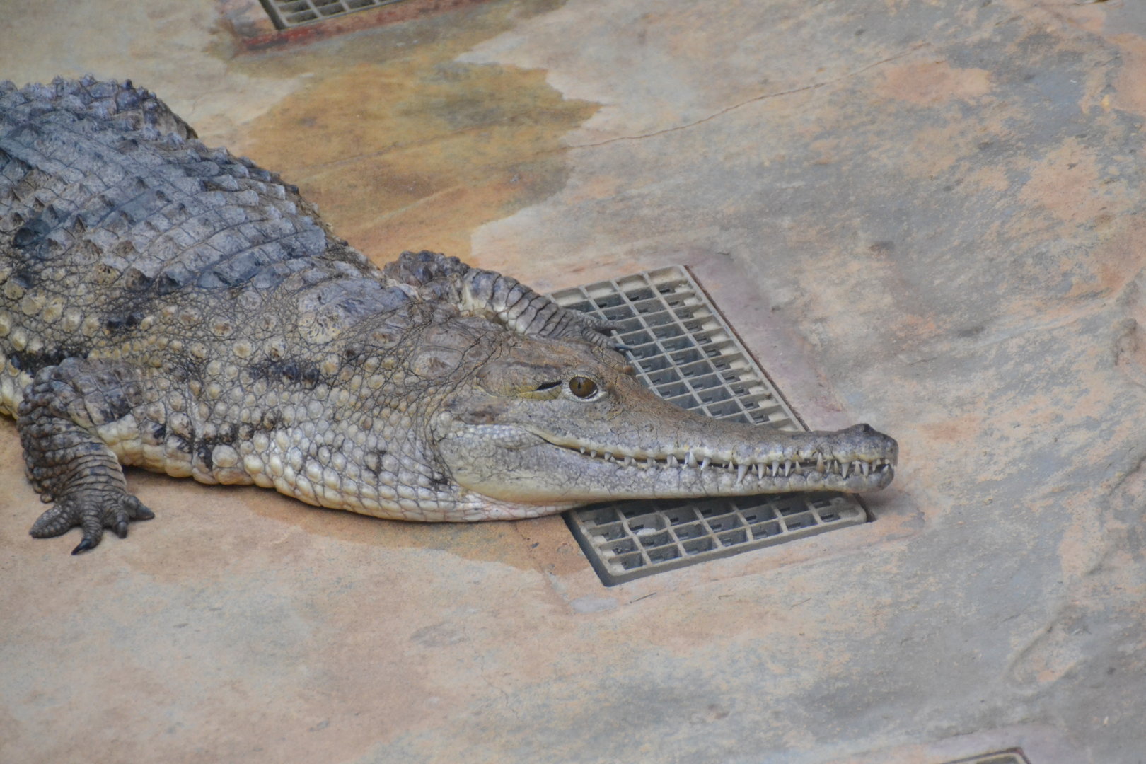Johnston's river crocodile