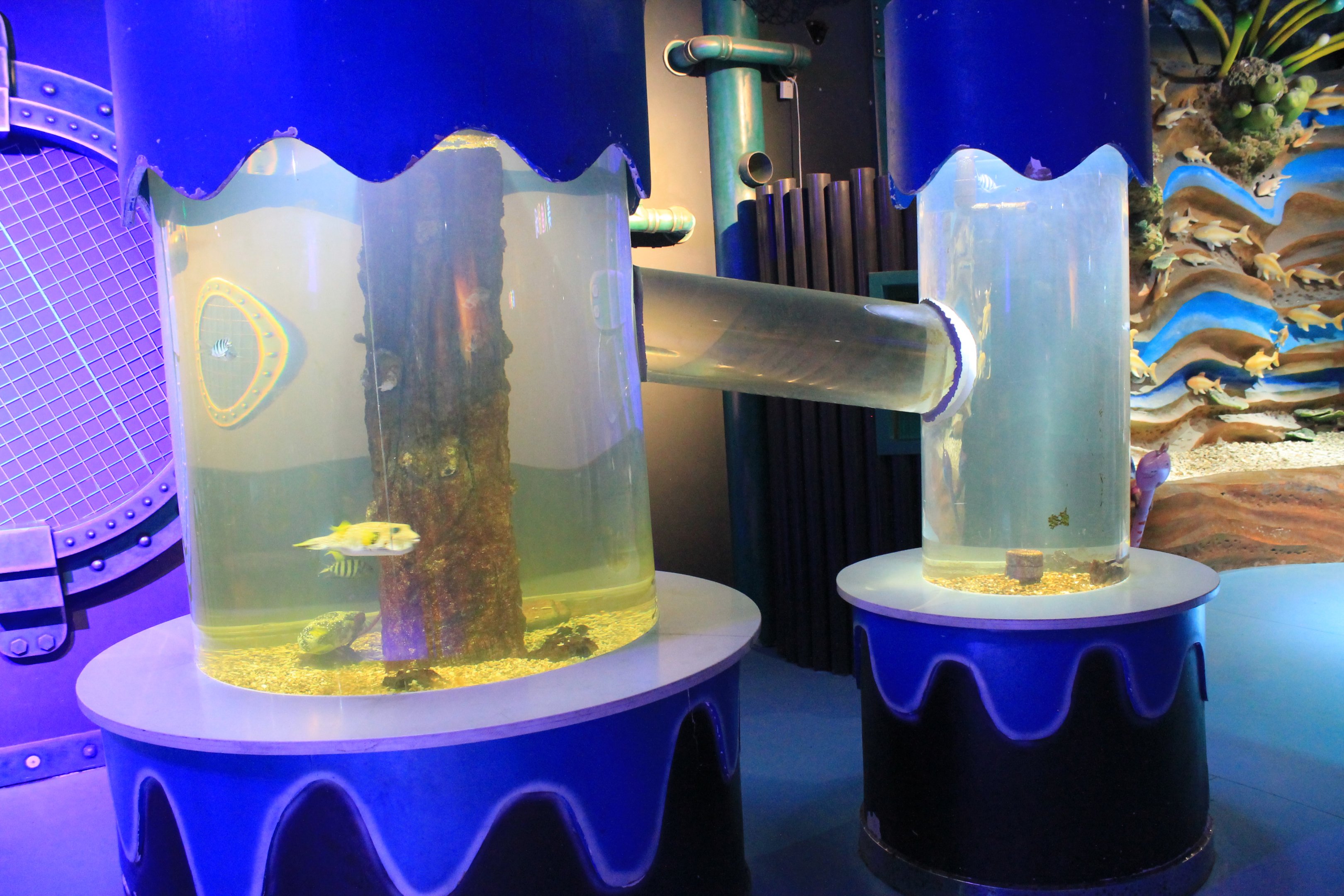 joined tanks at Fantasy Aquarium, Xi'an