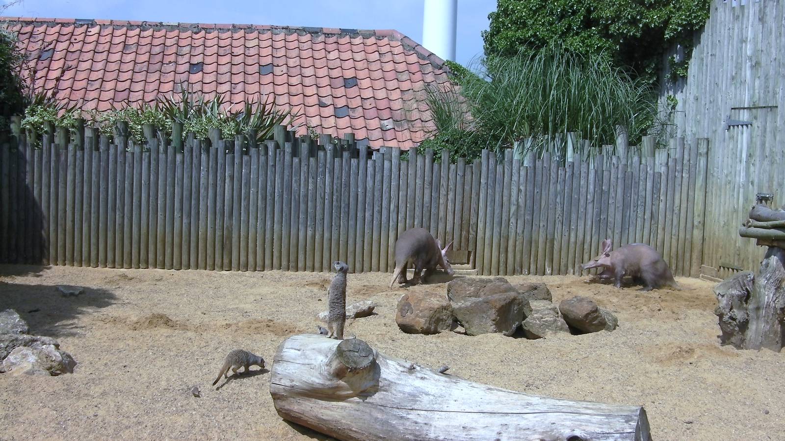 Joint Aardvark & Meerkat Enclosure - 31.07.2011
