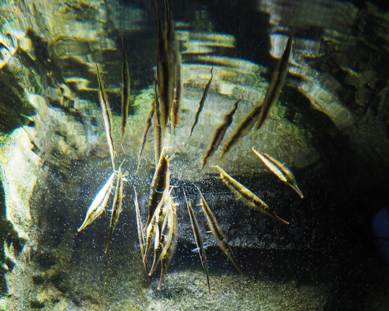 Jointed razorfish (Aeoliscus strigatus), 2019-12-30
