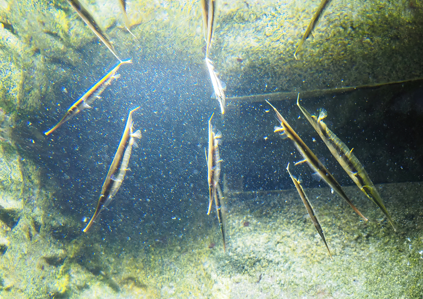 Jointed razorfish (Aeoliscus strigatus), 2022-08-16