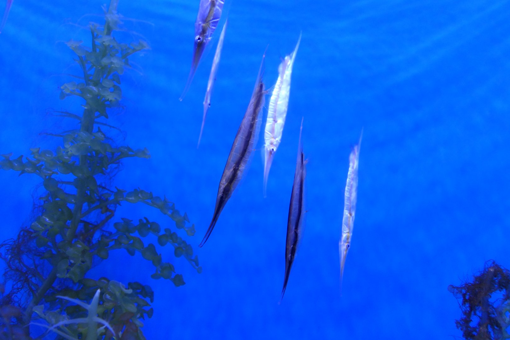 Jointed Razorfish (Aeoliscus strigatus) and Grooved Razorfish (Centriscus scutatus)