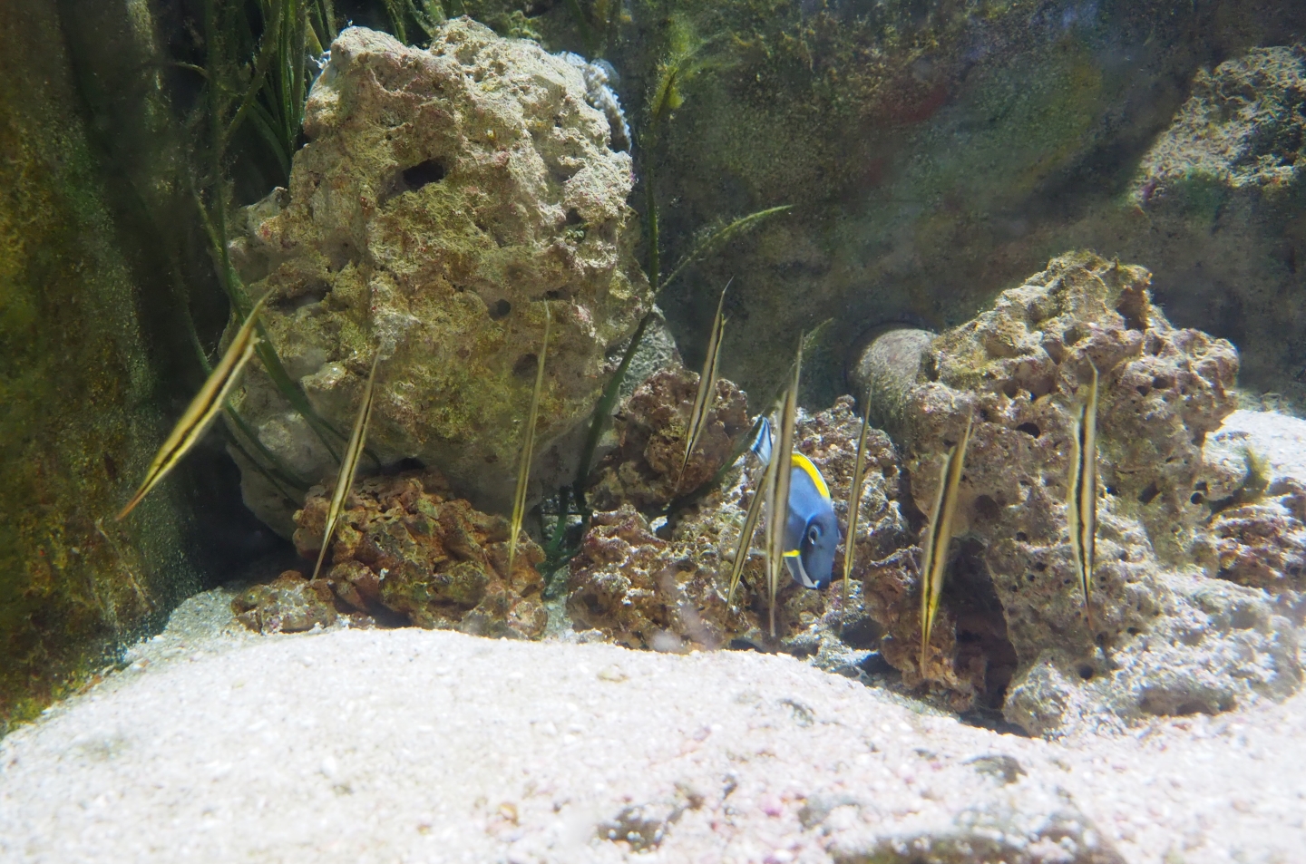 Jointed razorfish (Aeoliscus strigatus) and Powderblue tang (Acanthurus leucosternon), Feb 27th, 2019