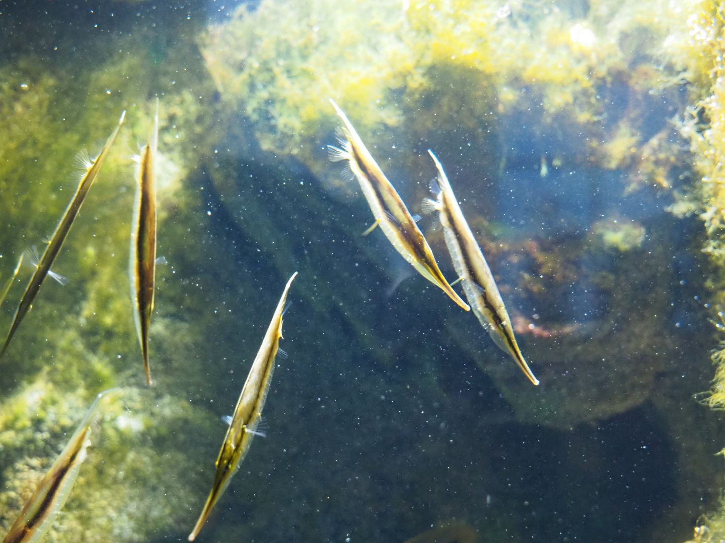 Jointed razorfish (Aeoliscus strigatus), Feb 27th, 2019