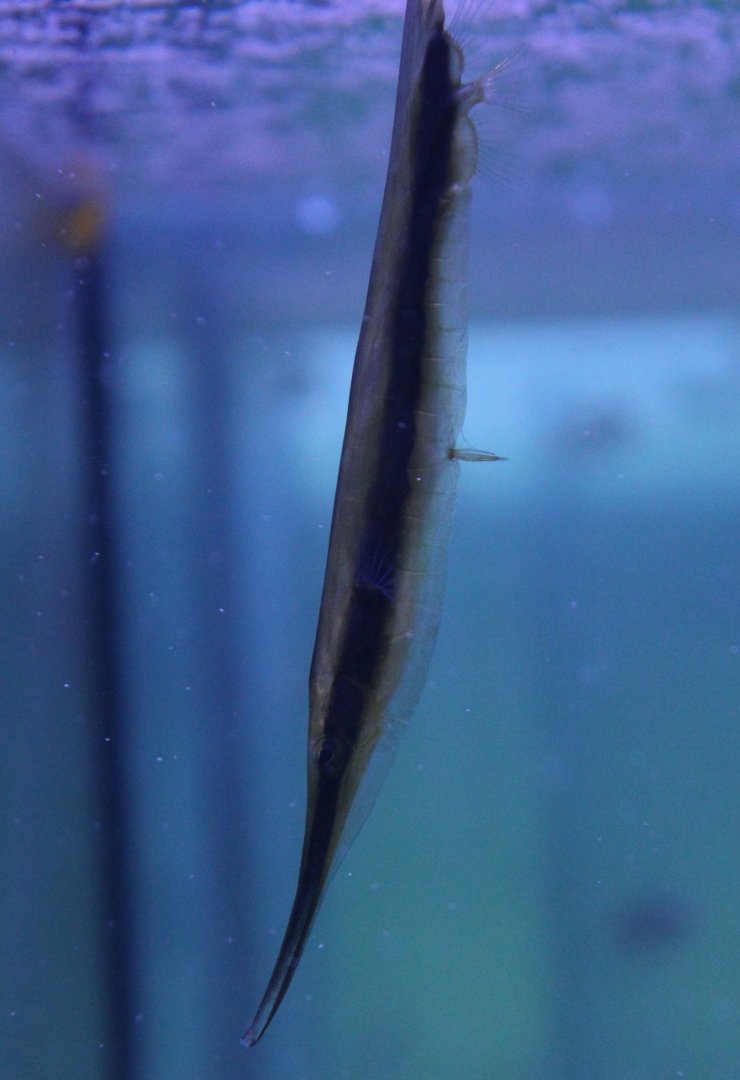 Jointed razorfish - Aeoliscus strigatus