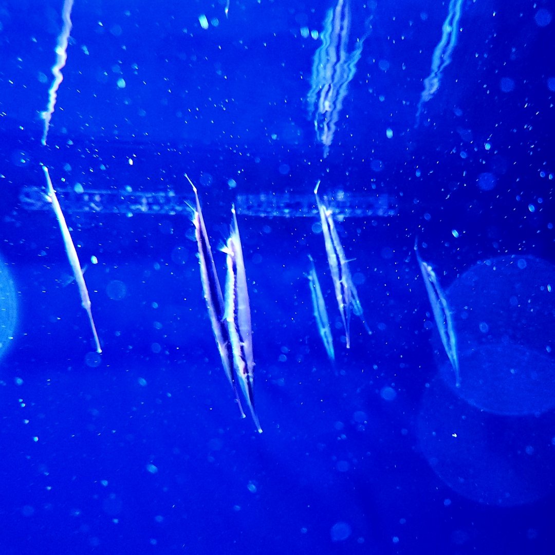 Jointed Razorfish (Aeoliscus strigatus)