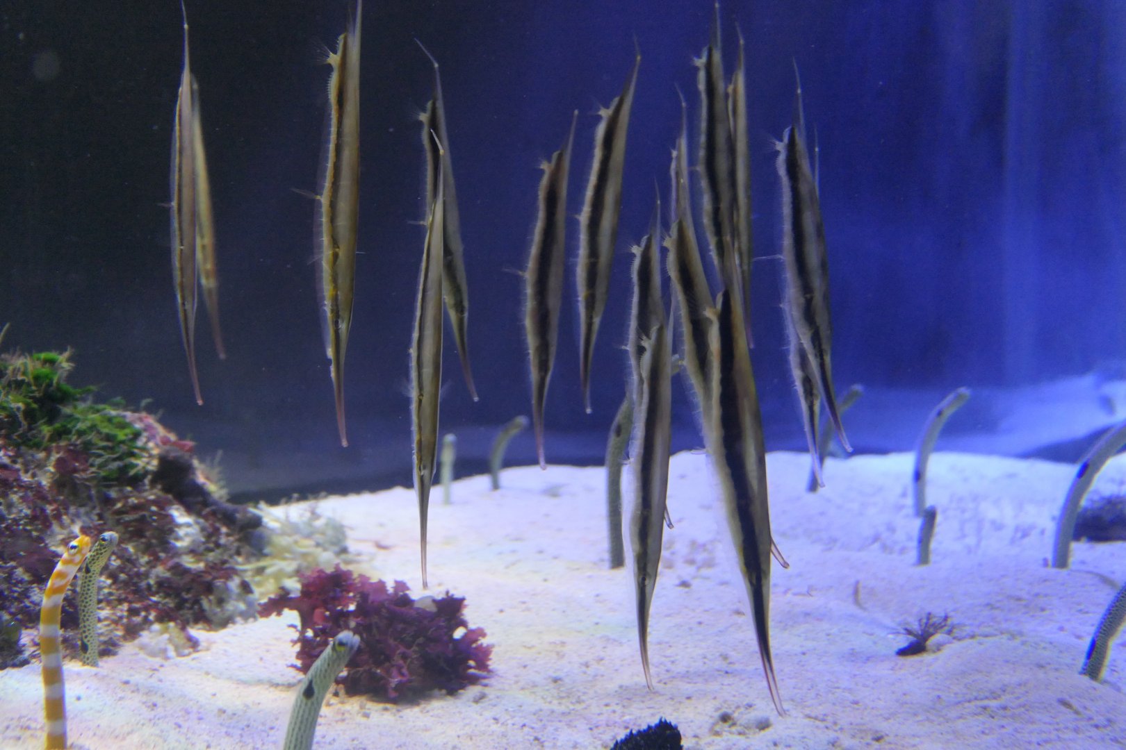 Jointed Razorfish (Aeoliscus strigatus)