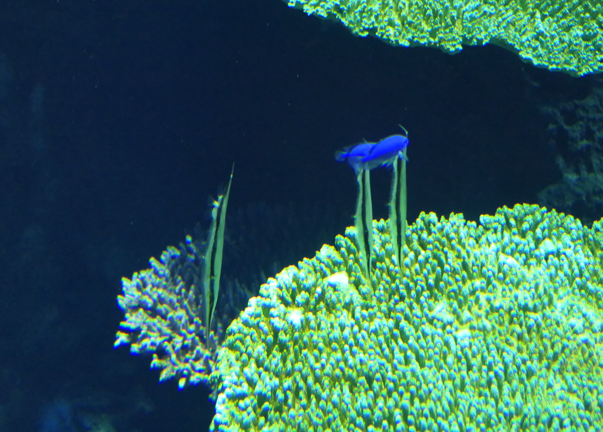 Jointed Razorfish (Aeoliscus strigatus)