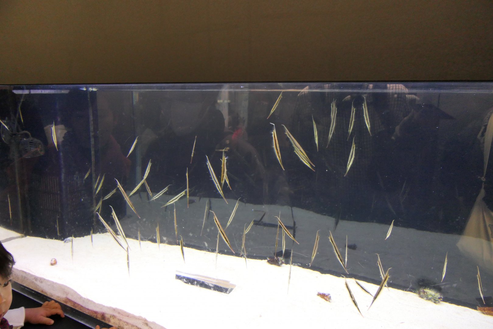 Jointed Razorfish (Aeoliscus strigatus)