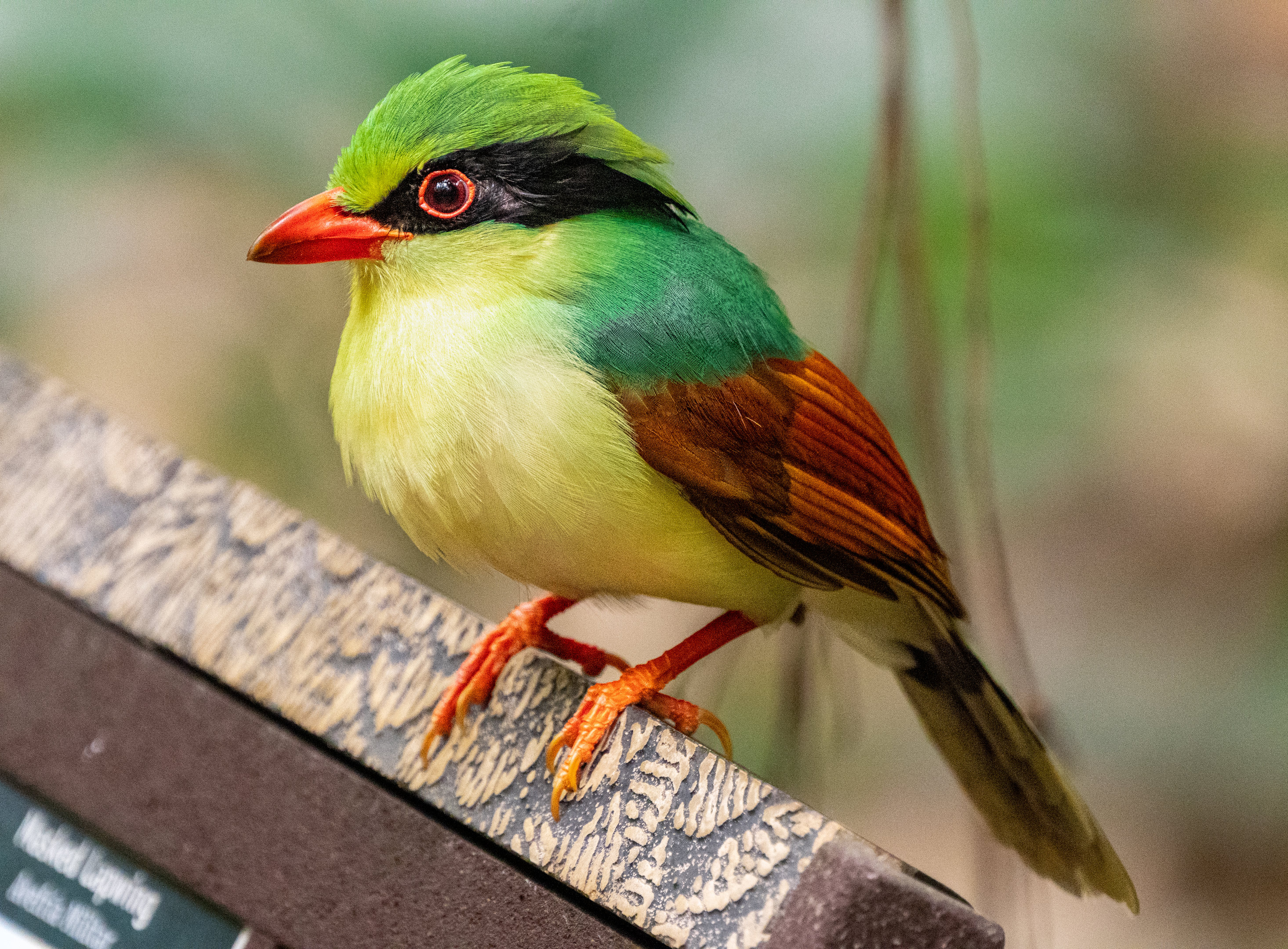 Jolie the Indochinese Green Magpie