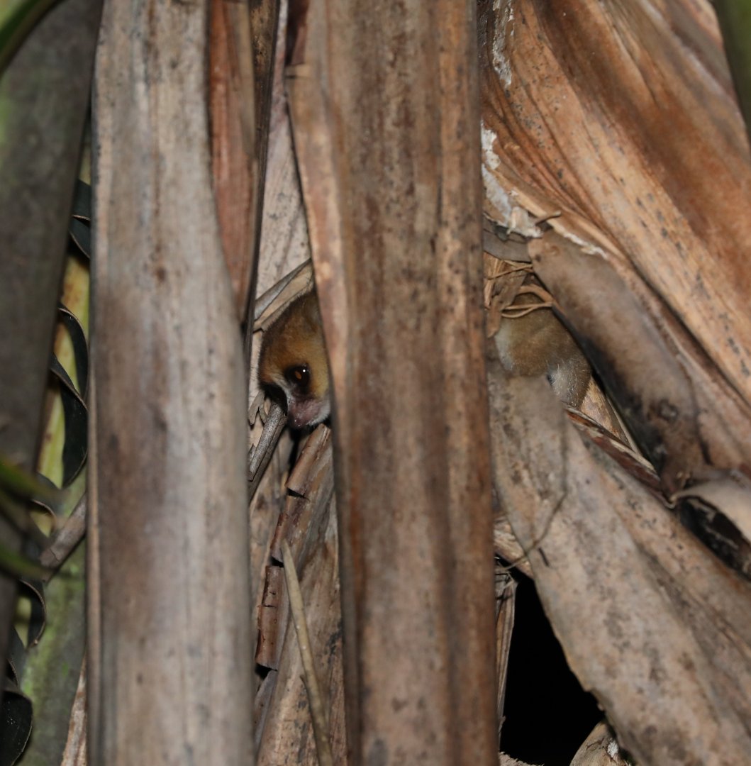 Jolly's mouse lemur (Microcebus jollyae)