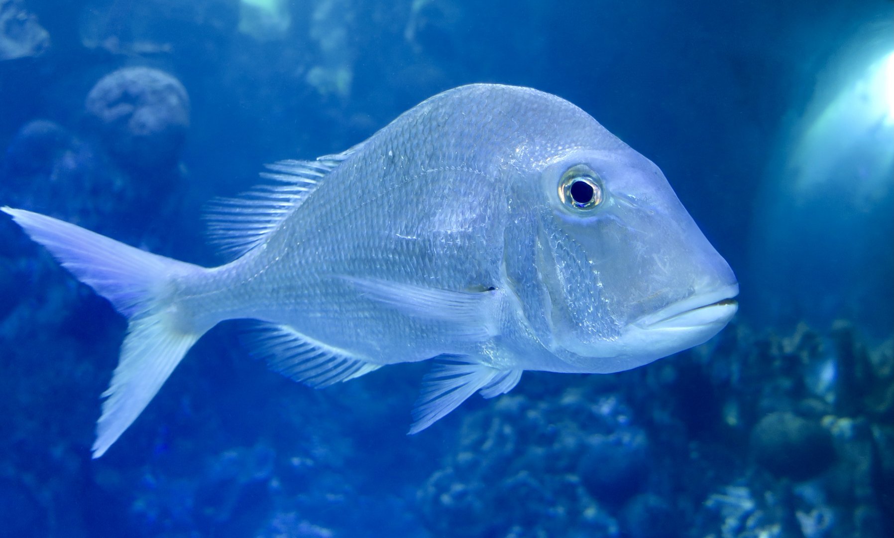 Jolthead Porgy (Calamus bajonado)