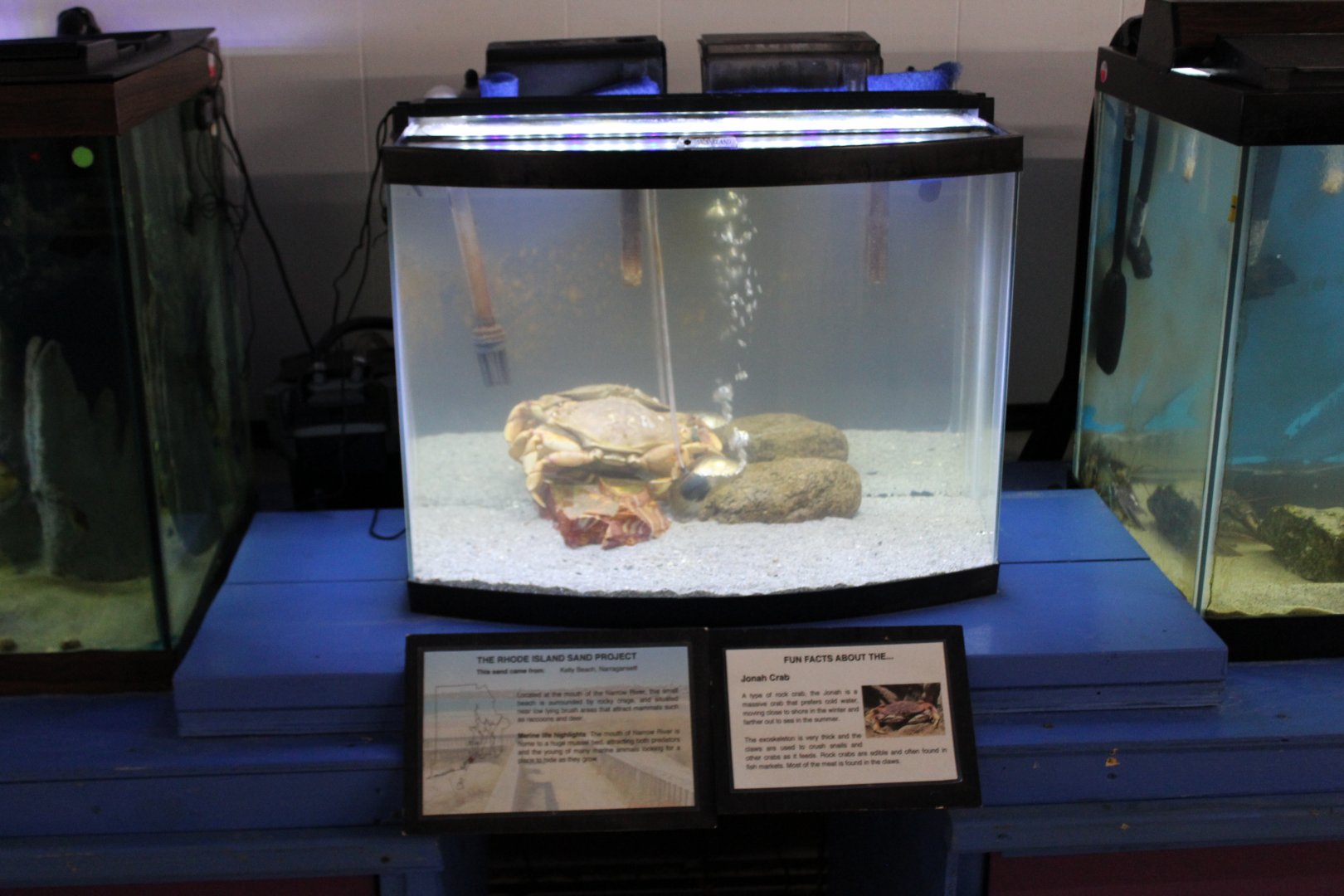 Jonah Crab Tank