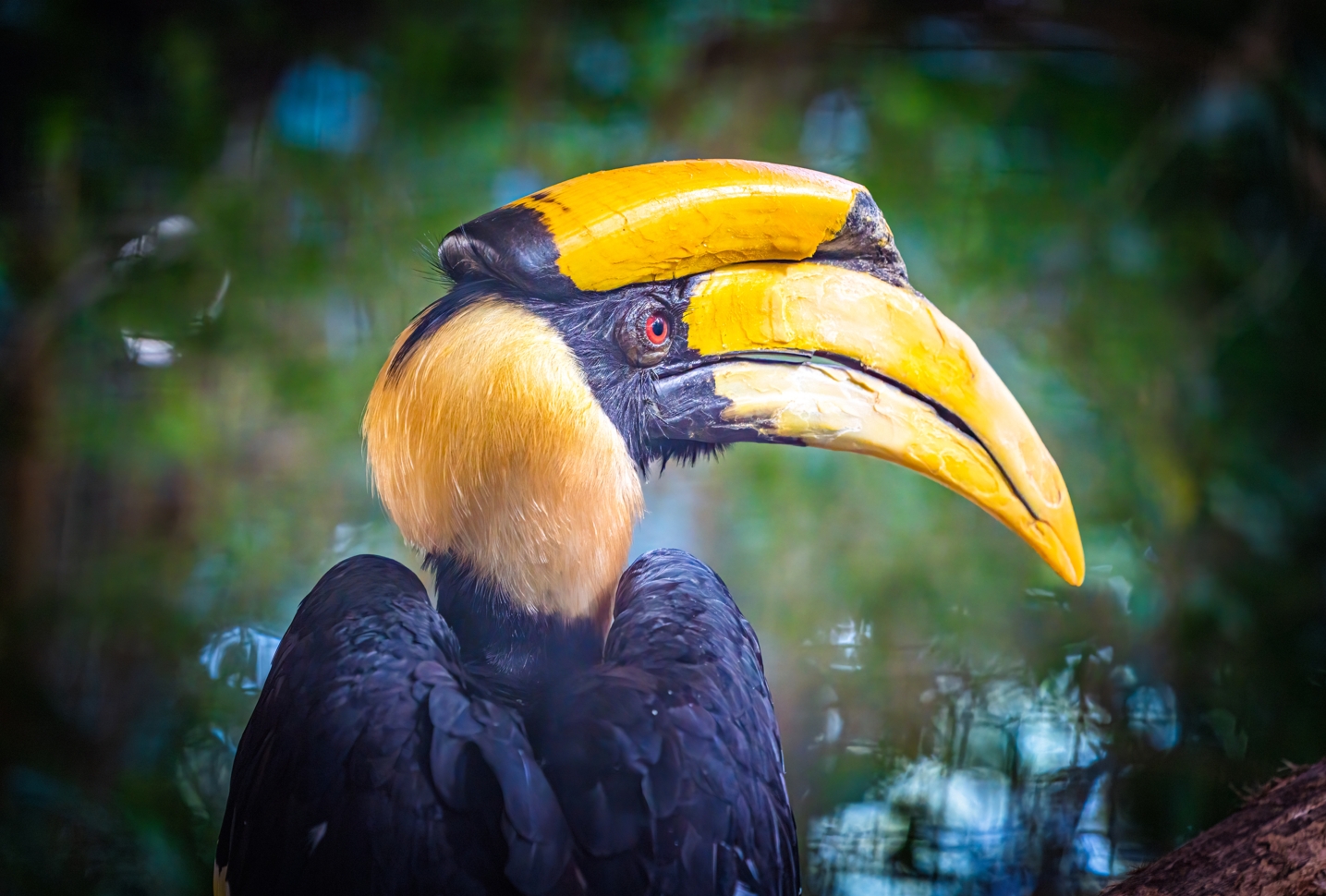 Jonah the male Great Hornbill
