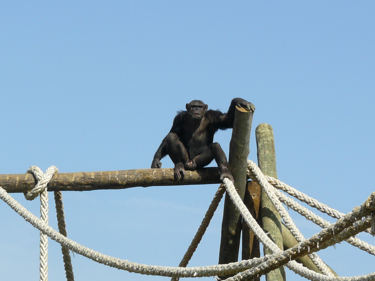 Jonas (Chimp) at Badoca Safari Park