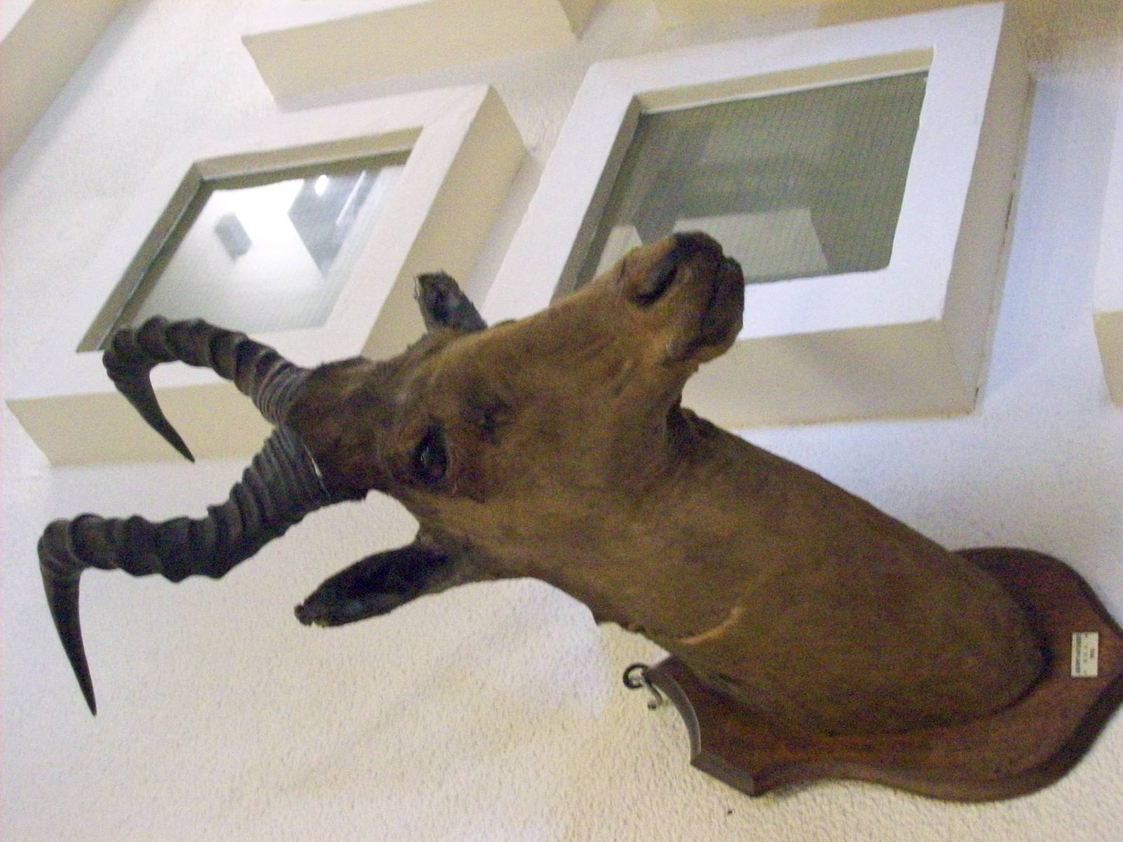 Jonathon's (?) hartebeest (Aberdeen zoology building)