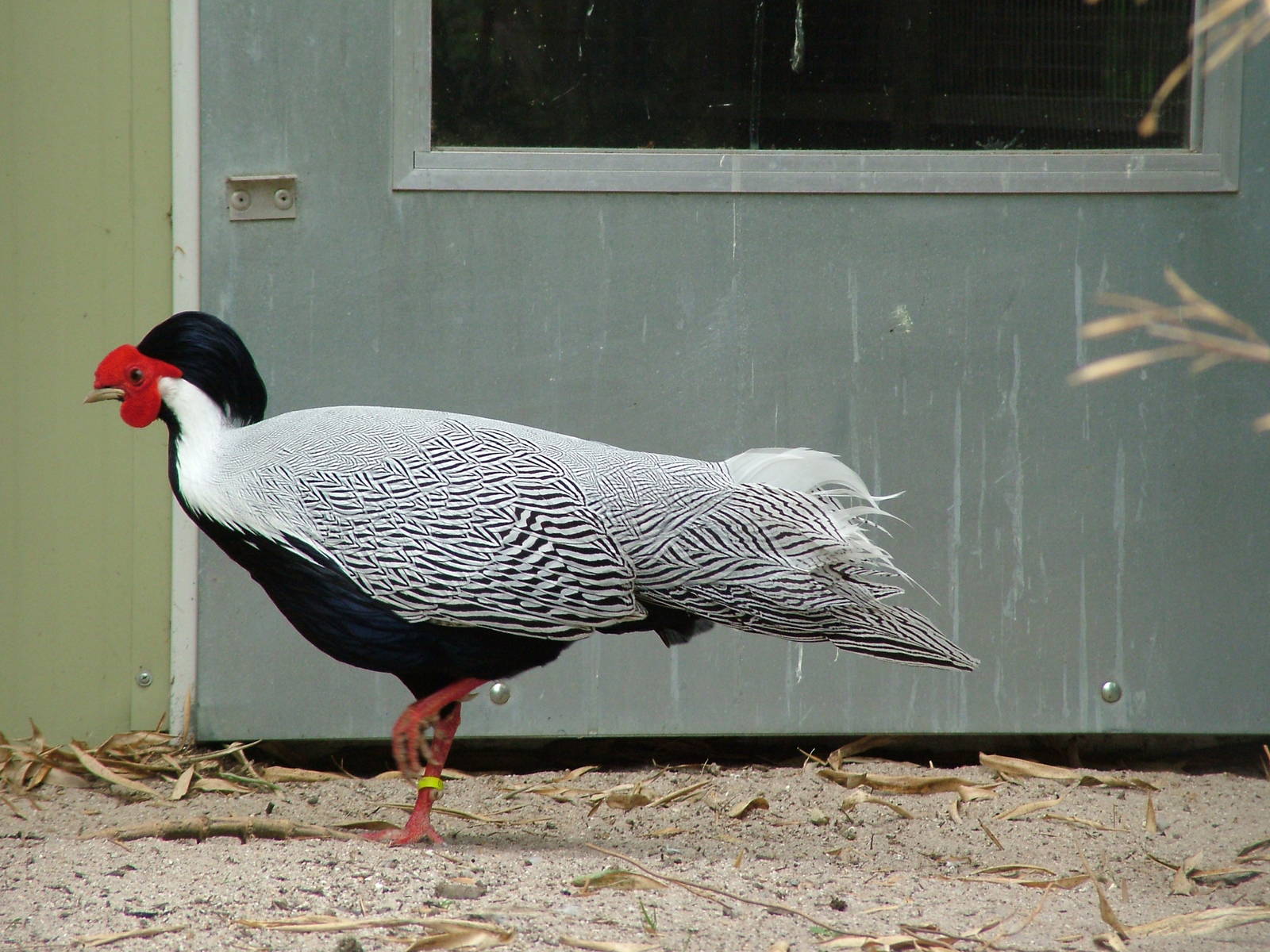 Jones' Silver Pheasant at Plantaria 14/05/09