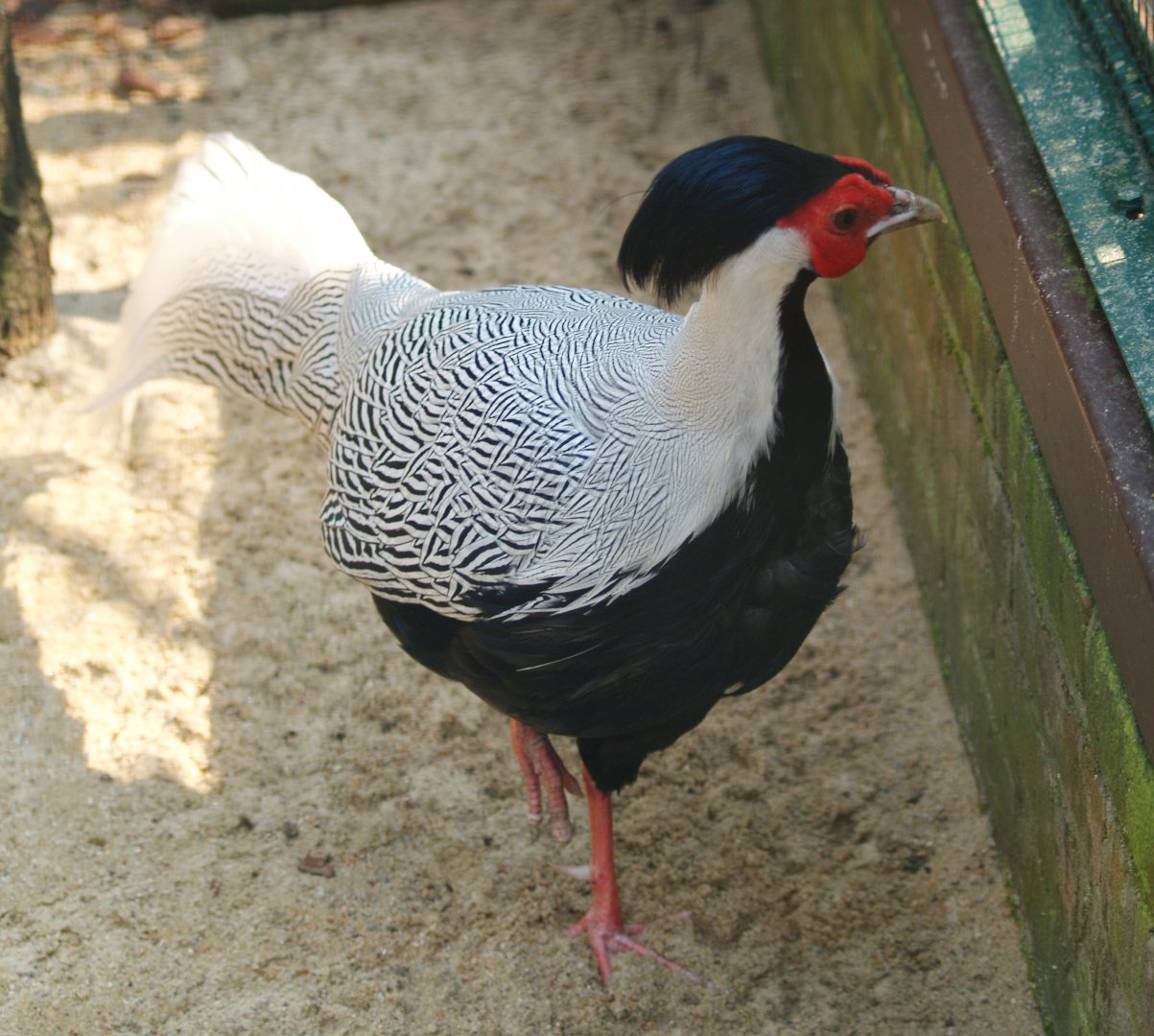 Jones' Silver pheasant (Lophura nycthemera jonesi), May 2006