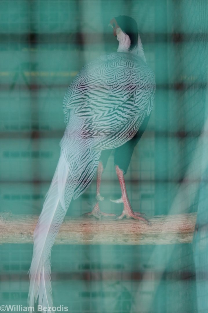 Jones' Silver Pheasant